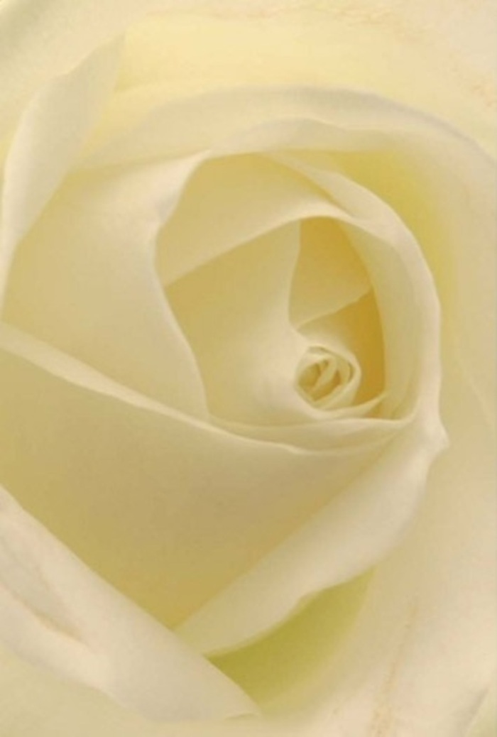 Examining this classic white rose up close, as if found blooming in a well-tended Haringey allotment or waiting in the display window of a trusted local florist, one becomes immersed in its serene layers. Each petal offers a gentle interplay of softness and structure-whites, creams, and pale lemons blending gracefully as though the morning light from Highgate Wood glows gently through them. The core of the bloom is a near-perfect spiral, an emblem of pure intent and understated resilience, making it a timeless choice for acts of love, considered apologies, or quiet statements at weddings and memorials throughout Haringey. Subtle shadows drift between the petals, elevating the natural beauty with nuanced depth and inviting the imagination to linger on the bouquet's tranquil scent-a soothing, clean presence. The composition speaks to both floral expertise and ethical artistry: every line, curve, and shade testifies to care and experience, qualities that Haringey Florist brings to each creation. Whether for a significant moment or a simple gesture, this rose expresses quiet sophistication and heartfelt intention, embodying the spirit of the area and the artistry behind authentic, local floral design.